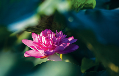 Thấu hiểu và vị tha theo tinh thần của Phật giáo