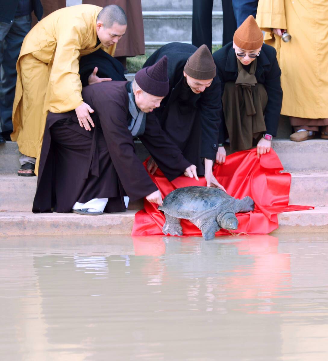 Học viện Phật giáo Việt Nam tại Hà Nội phóng sinh rùa nhân lễ Phật thành đạo 2022