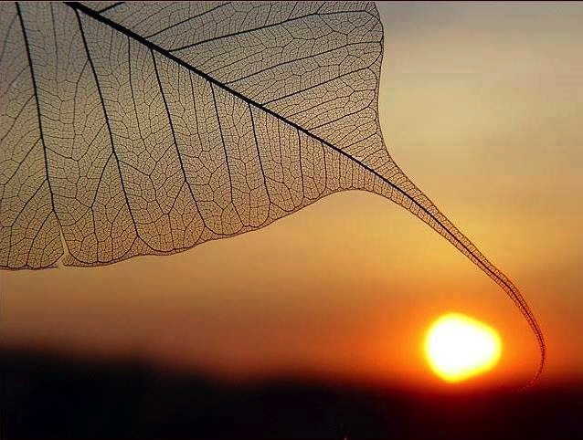 Chiếc lá hoàn mỹ