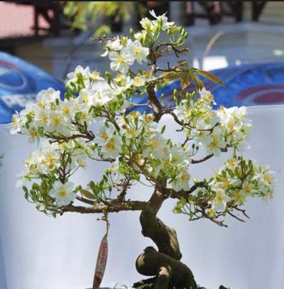 Mùa Xuân trong thơ thiền Lý – Trần