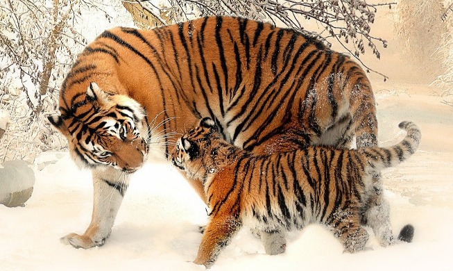 Hình tượng con hổ trong đời sống của người Hàn Quốc : Korea.net : The official website of the Republic of Korea