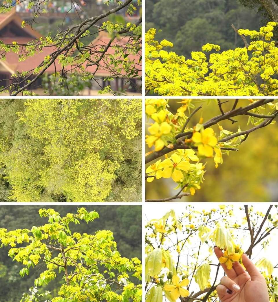 Mai vàng Yên Tử khoe sắc chốn thiền môn