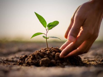 Giữ giới như giữ rễ cho cây