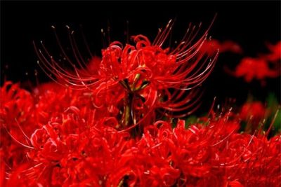 Bỉ Ngạn – loài hoa chứa đựng ý nghĩa tâm linh vô cùng sâu sắc