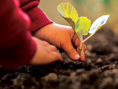 Chuyển hóa bạo lực bằng cách gieo trồng hạt giống thiện