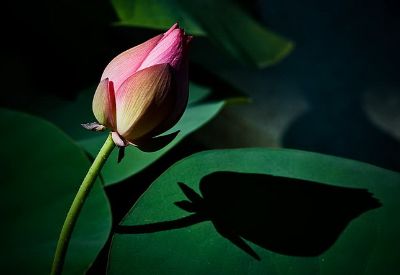 Nhân quả và con đường chuyển hóa