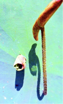 Gặp môi trường đạo hạnh, tánh tuệ sẽ nẩy mầm