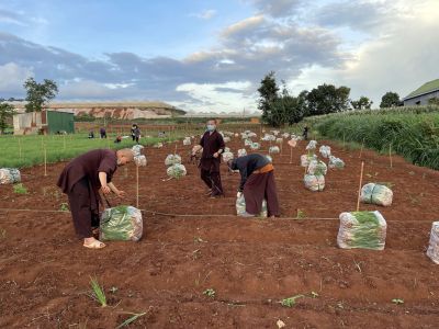 Những luống rau nghĩa tình… trong mùa dịch
