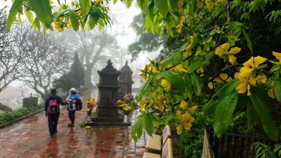 Sắc xuân trên non thiêng Yên Tử  ảnh 6